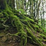 root, tree root, tree, nature, tree trunk, bark, old, wood, mis shapen, trees, moss, forest, overgrown, green, wilderness, grown together, old tree, plant, plants, root, root, root, root, root, tree root, tree trunk, moss, old tree, old tree, old tree, old tree